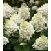 Хортензия (Hidrangea sp.)